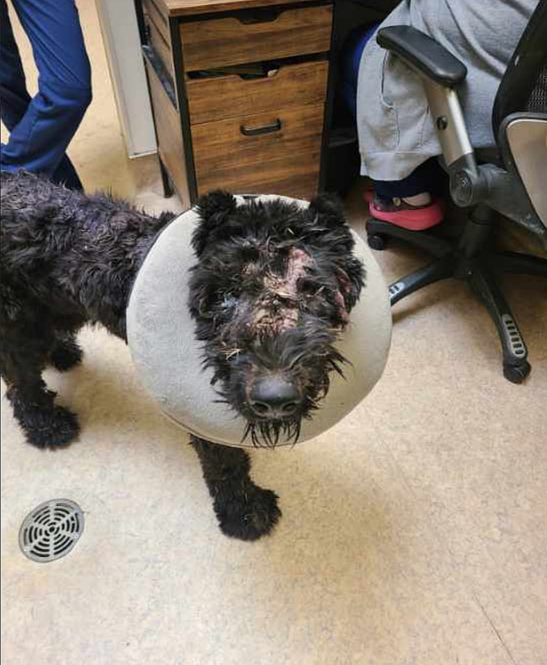 Sitting with Dogs Valentina